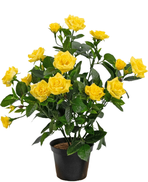 Den kunstige plante Mini Rose UV 35 cm gul er en kunstig potteplante med flere stængler af levende gule roser og grønne blade, vist i en lille sort beholder mod en enkel baggrund.