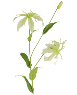 Den kunstige blomst Gloriosa 81 cm hvid har en grøn stilk med lange, slanke blade og to lysegrønne, edderkoppelignende blomster med smalle, krøllede kronblade, gule støvdragere og en lukket knop i toppen for en naturtro appel.