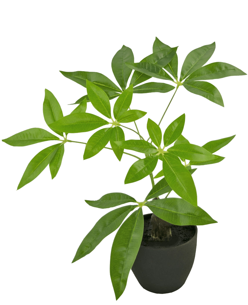 Artificial Pachira 30 cm er et kunstigt pengetræ i en potte med flere stammer og blanke grønne blade i en sort potte, mod en almindelig hvid baggrund.