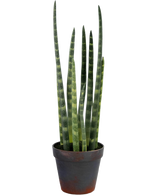 Den kunstige Sansevieria Cylindrica 43 cm er en slange i potte med høje, opretstående grønne blade og subtile vandrette striber, mod en almindelig hvid baggrund.