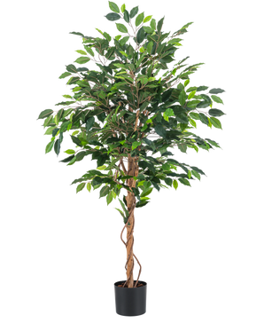 Den kunstige plante Ficus Green 150 cm har flere grønne blade og flettede brune stængler i en simpel sort potte, mod en almindelig hvid baggrund.