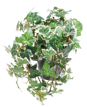 Artificial Ivy Deluxe grøn-hvid i potte 22 cm UV har grøn og hvid broget engelsk efeu, der fosser over en grå potte mod en hvid baggrund.