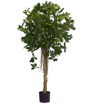 Den kunstige plante Schefflera små blade 150 cm har en høj snoet stamme og tætte klaser af mørkegrønne blade mod en almindelig hvid baggrund. Ideel til at sætte et frisk touch til dit interiør eller til at vise i stilfulde dekorative krukker.