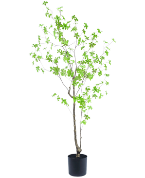 Kunstplanten Enkianthus 150 cm er en høj potteplante med tynde grene og små, lysegrønne blade mod en almindelig hvid baggrund.