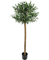De Kunst olijfboom UV 150 cm van Easyplants heeft een slanke stam, volle groene bladeren en staat in een zwarte pot tegen een witte achtergrond. Deze UV-bestendige kunstplant is perfect voor elke ruimte.