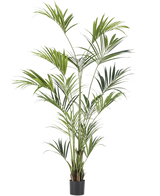 Den kunstige Kentia Palm 220 cm har lange, slanke grønne blade og flere stammer, som tilføjer frodig elegance til ethvert rum. På en almindelig hvid baggrund bringer dette høje kunstige palmetræ tropisk flair indendørs.