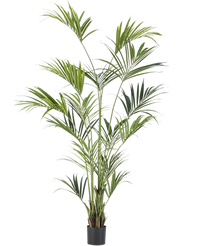Kunstig palme Kentia 220 cm