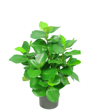 Den kunstige plante Clusia 45 cm har tykke, skinnende, ovale grønne blade mod en almindelig hvid baggrund.