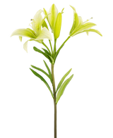 Den asiatiske kunstlilje 66 cm hvid har en enkelt stilk med grønne blade og tre lysegrønne liljeblomster - to helt åbne, en i knop - vist mod en almindelig hvid baggrund.