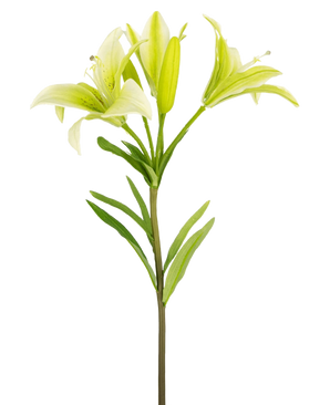 Den asiatiske kunstlilje 66 cm hvid har en enkelt stilk med grønne blade og tre lysegrønne liljeblomster - to helt åbne, en i knop - vist mod en almindelig hvid baggrund.