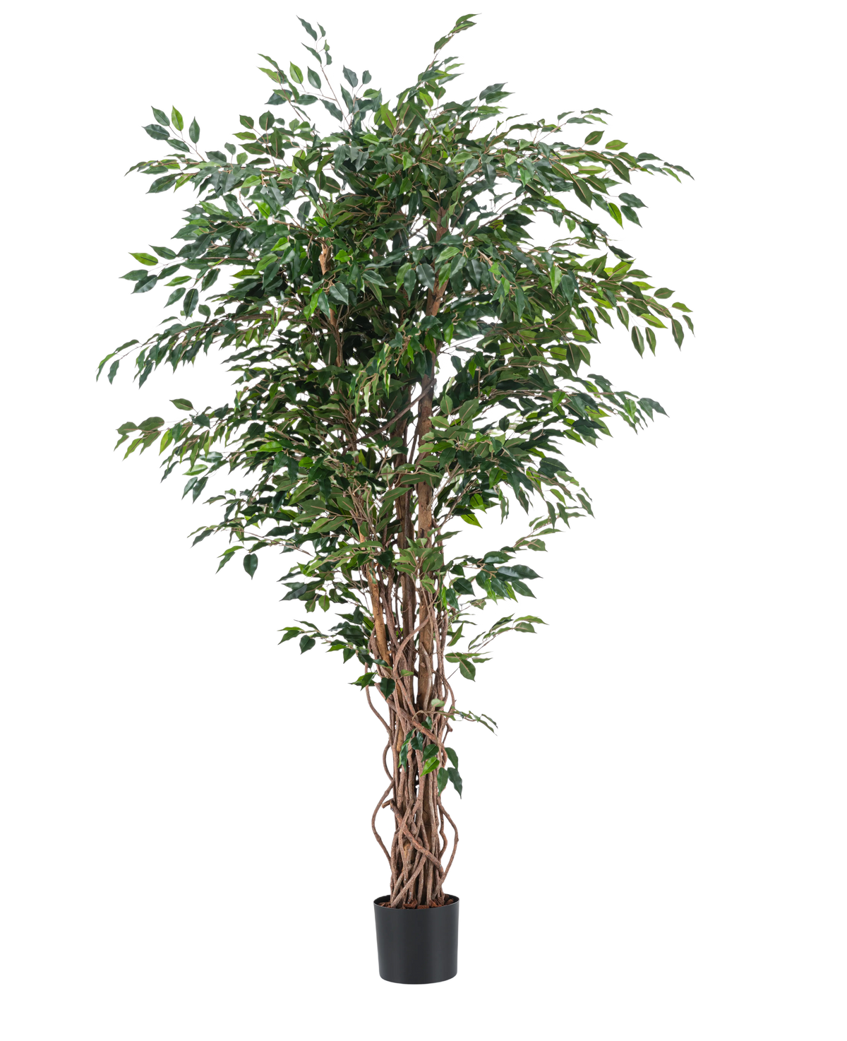 Den kunstige plante Ficus Liana 180 cm har slanke, snoede brune stammer og rigelige grønne blade i en sort potte, mod en almindelig hvid baggrund. Ideel til at tilføje frodig, stilfuld grønt til dit interiør med denne realistiske kunstige plante.