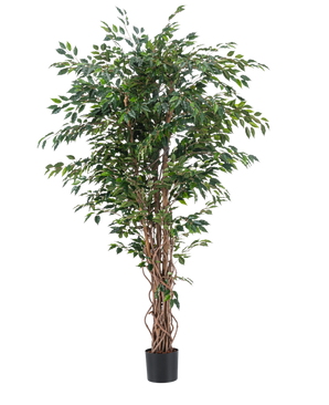 De Kunstplant Ficus Liana 180 cm heeft slanke, gedraaide bruine stammen en overvloedige groene bladeren in een zwarte pot, tegen een effen witte achtergrond. Ideaal om weelderig, stijlvol groen toe te voegen aan je interieur met deze realistische kunstplant.