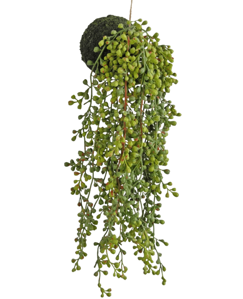 Den kunstige hængende plante sukkulent på en løg 40 cm har grønne perle-lignende blade og en mosbeklædt bund, ophængt i en snor mod en hvid baggrund.
