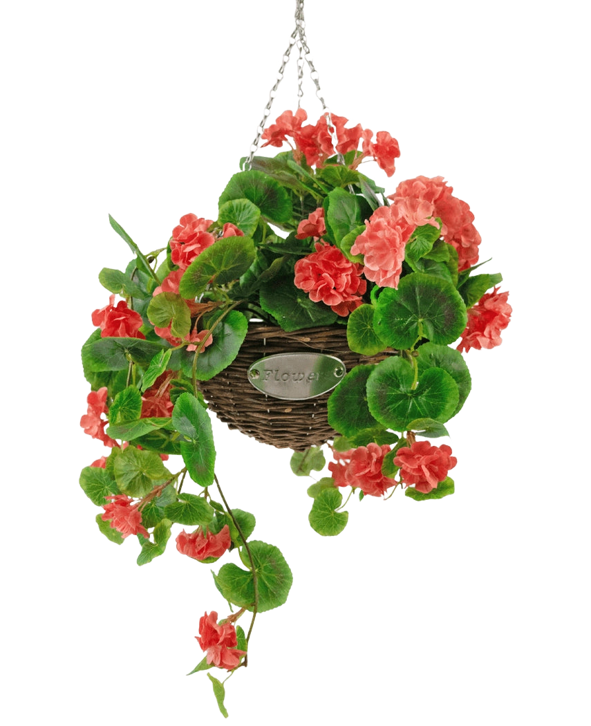 Artificial Begonia Pink in Basket UV 70cm er en hængende flettet kurv med frodige grønne blade og livlige koralpink begonia blomster, ophængt i en sølvkæde mod en hvid baggrund.