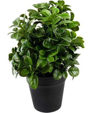 Artificial Petunia 24 cm har tætte, runde, blanke grønne blade på korte stængler, arrangeret i en simpel sort potte og mod en almindelig hvid baggrund.