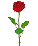 Artificial Flower Rose Classic 54 cm rød er en enkelt rød kunstig rose med en grøn stilk og blade, mod en almindelig hvid baggrund.