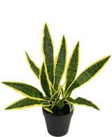 En kunstig plante Sansevieria Laurentii 44 cm i dekorativ potte med lange, opretstående grønne blade, gule kanter og mørke striber er vist mod en almindelig hvid baggrund.