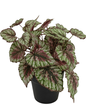 Den kunstige Begonia-plante i en 25 cm potte har store, strukturerede blade i grønt, hvidt og pink. Præsenteret i en lille sort gryde mod en almindelig hvid baggrund.