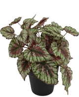 De Kunstplant Begonia in pot 25cm heeft grote, gestructureerde bladeren in groen, wit en roze. Gepresenteerd in een kleine zwarte pot tegen een effen witte achtergrond.
