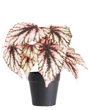 Den Kunstige Begonia i potte lilla UV 25 cm har store, hjerteformede blade med lyserøde, grønne og cremefarvede farver og leveres i en lille sort potte mod en almindelig hvid baggrund.