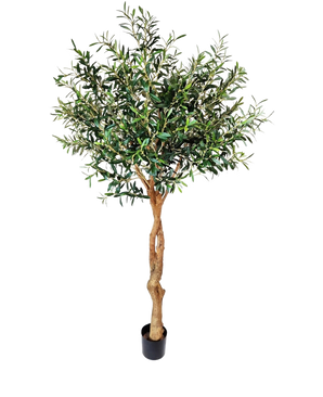 De Kunst Olijfboom 190 cm heeft een gedraaide lichtbruine stam en dichte groene bladeren die een mediterrane sfeer toevoegen. Tegen een effen witte achtergrond is hij perfect voor een stijlvolle inrichting binnenshuis.