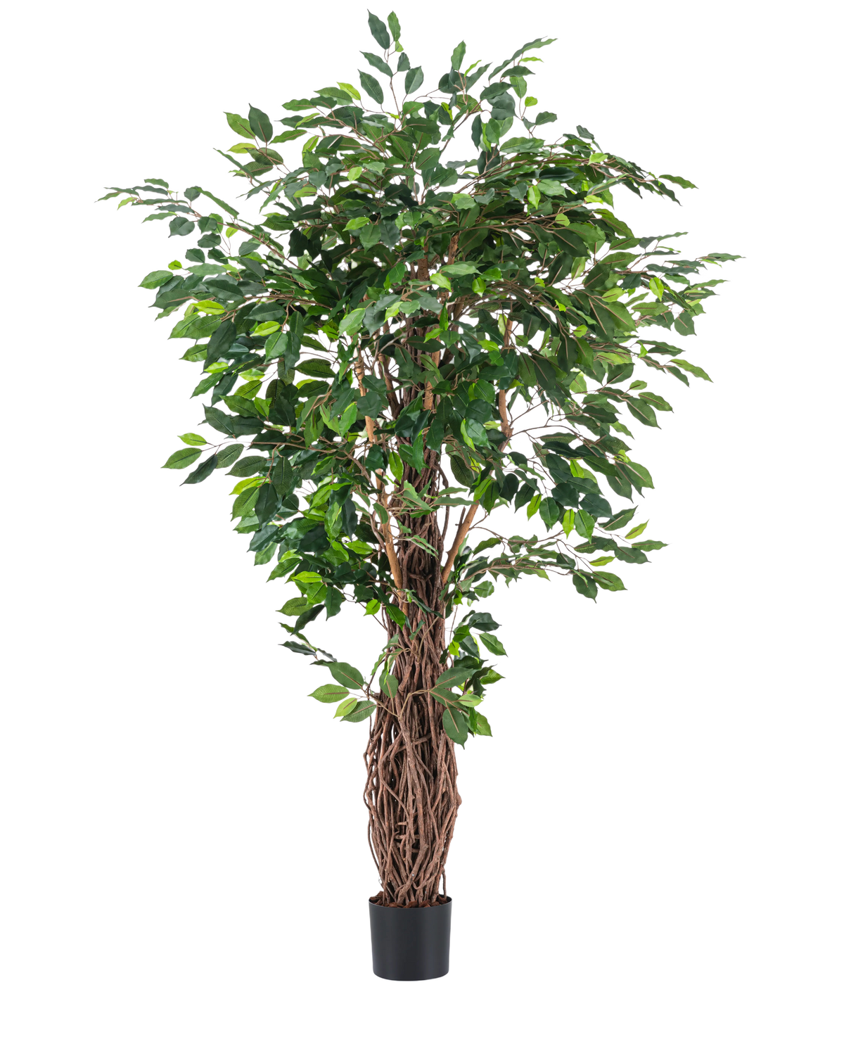 Den kunstige plante Ficus Tropical Liana 180 cm har tætte grønne blade og flere sammenflettede brune stængler i en lille sort potte, hvilket gør den til en slående accent for ethvert rum mod en almindelig hvid baggrund.