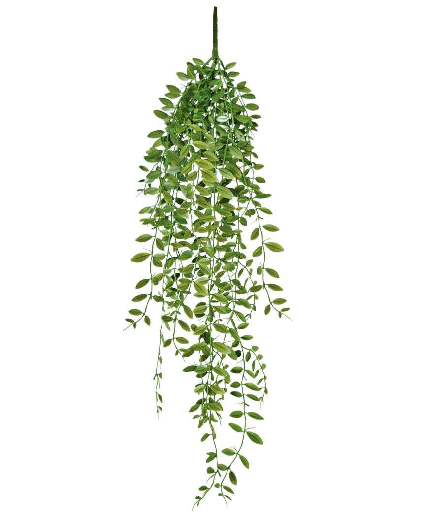 Den kunstige hængeplante sukkulentplante 76 cm har grønne blade og tynde stængler mod en almindelig hvid baggrund.