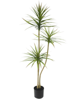 Den kunstige plante Dracaena Fragnans 150 cm er en høj kunstig plante i en potte med tre slanke stængler med tjavsede grønne blade mod en almindelig hvid baggrund.