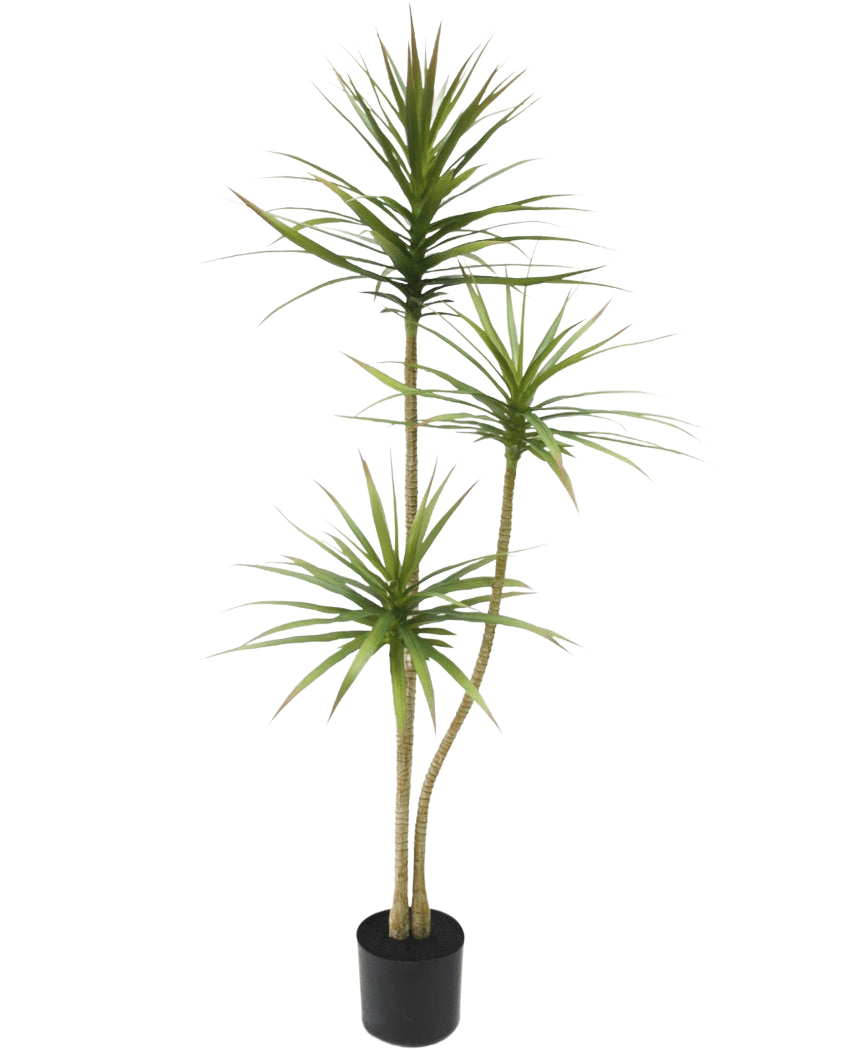 Den kunstige plante Dracaena Fragnans 150 cm er en høj kunstig plante i en potte med tre slanke stængler med tjavsede grønne blade mod en almindelig hvid baggrund.