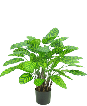 Den kunstige plante Calathea Makoyana UV 75 cm rød er en kunstig plante i en potte med mange brede, levende grønne blade med lysegrønne striber, tæt placeret på flere stængler i en lille sort potte mod en hvid baggrund.