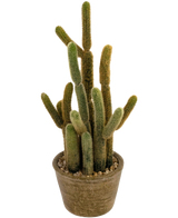 De Kunst Cactus Cereus 35 cm heeft meerdere lange, donzige groene en bruine stengels die in verschillende richtingen omhoog groeien, in een ronde pot met textuur en decoratieve stenen.