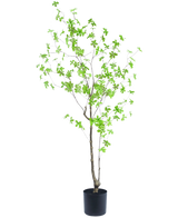 De Kunstplant Enkianthus 150 cm is een hoge potplant met dunne takken en kleine, heldergroene bladeren tegen een effen witte achtergrond.