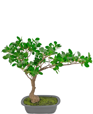 Den kunstige plante Bonsai Ficus 40 cm har en slank, buet stamme med tætte grønne blade i en lavvandet rektangulær potte med mos på, mod en hvid baggrund.