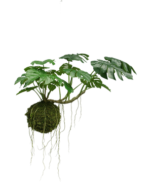 De Kunst hangplant Monstera Deluxe 60 cm heeft grote groene bladeren en lange wortels die uit een mosbol hangen, wat zorgt voor een tropische sfeer tegen een witte achtergrond.