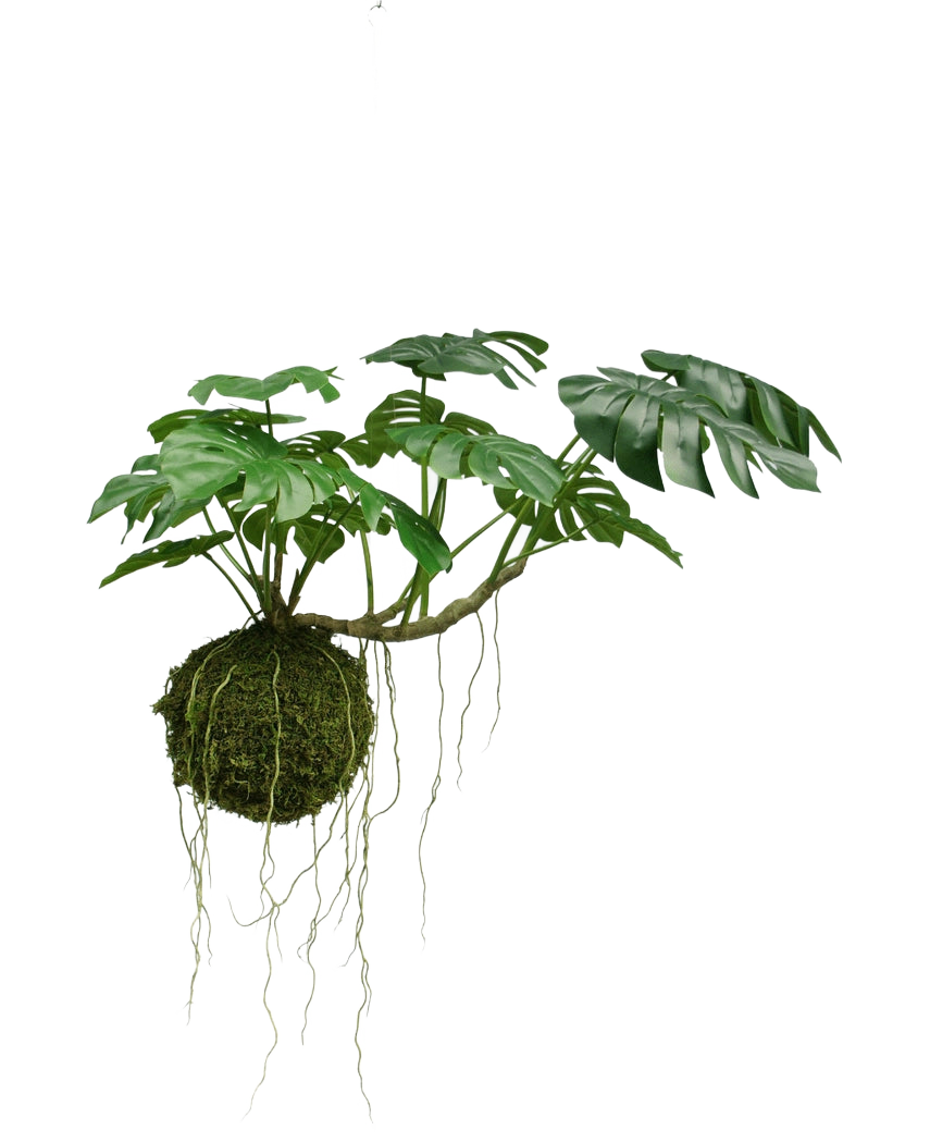 Den kunstige hængeplante Monstera Deluxe 60 cm har store grønne blade og lange rødder, der hænger fra en moskugle, hvilket skaber en tropisk atmosfære mod en hvid baggrund.