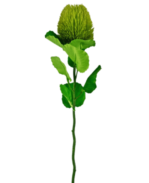 Den Kunstige Blomst Banksia 59 cm grøn er en enkelt grøn silkeblomst med en luftig, rund blomst og takkede blade på en lang stilk - ideel til enhver kunstig blomsterdekoration og smuk mod en almindelig hvid baggrund.