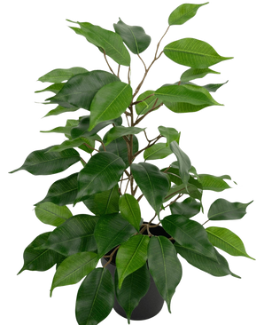 Den kunstige planteficus i potte 40 cm har mange grønne blade og slanke brune stængler mod en almindelig hvid baggrund.