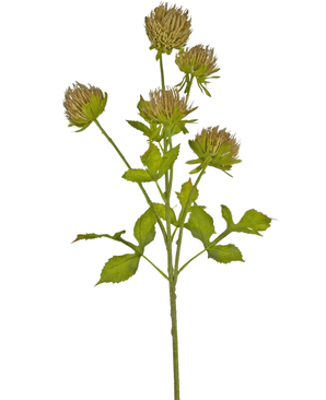 Den kunstige blomstertidsel 66 cm brun har en grøn stilk med flere forgrenede blade og seks brune, tjavsede blomsterhoveder mod en almindelig hvid baggrund.