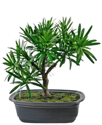 Kunstig plante Bonsai Podocarpus 20 cm