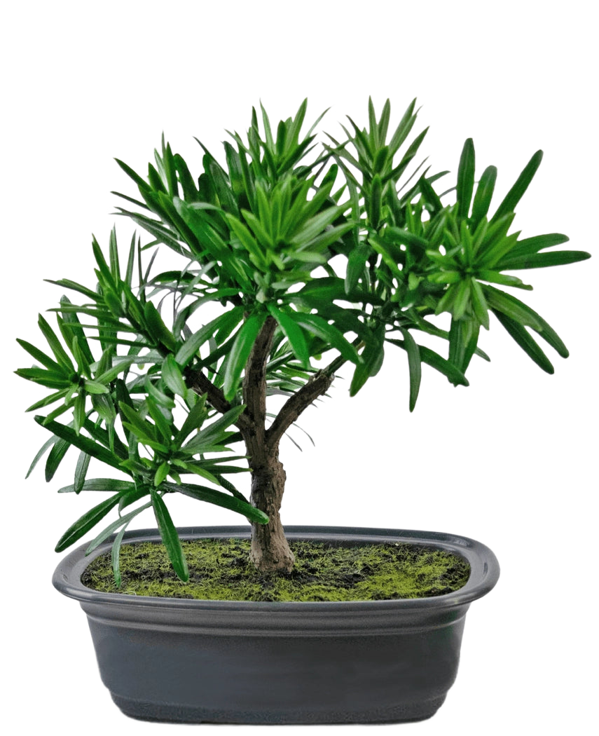 Den kunstige plante Bonsai Podocarpus 20 cm har tætte grønne blade og en slank stamme i en lavvandet oval sort potte med mosjord, mod en hvid baggrund.