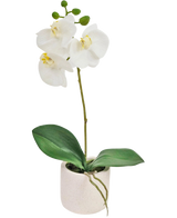 Artificial Orchid Real Touch 30 cm hvid har naturtro hvide orkidéblomster og grønne blade i en lille hvid potte, perfekt til at tilføje elegance til ethvert rum.