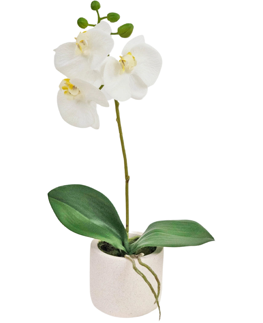 Artificial Orchid Real Touch 30 cm hvid har naturtro hvide orkidéblomster og grønne blade i en lille hvid potte, perfekt til at tilføje elegance til ethvert rum.