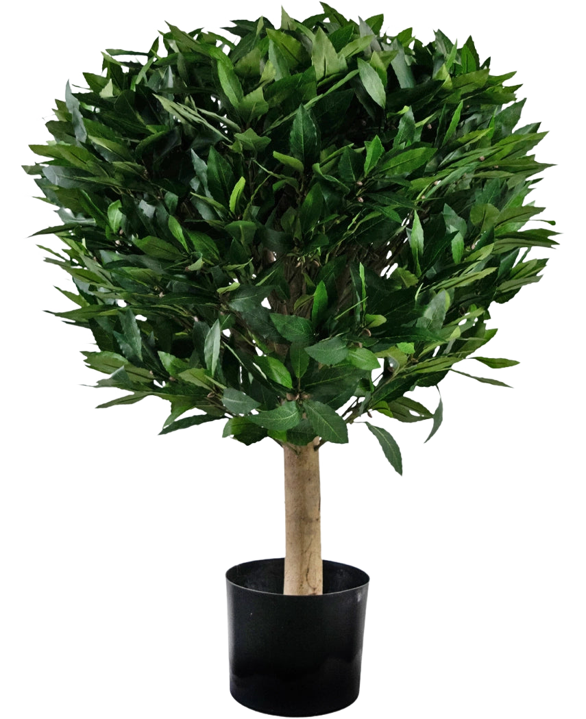 Den kunstige laurbær UV d55 cm-plante har en lige stamme og en tæt, rund klynge af blanke grønne blade, præsenteret i en sort beholder mod en hvid baggrund.