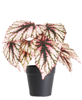 Den Kunstige Begonia i potte lilla UV 25 cm har store, hjerteformede blade med lyserøde, grønne og cremefarvede farver og leveres i en lille sort potte mod en almindelig hvid baggrund.