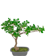 Den kunstige plante Bonsai Ficus 40 cm har en slank, buet stamme med tætte grønne blade i en lavvandet rektangulær potte med mos på, mod en hvid baggrund.