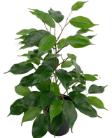 Den kunstige planteficus i potte 40 cm har mange grønne blade og slanke brune stængler mod en almindelig hvid baggrund.