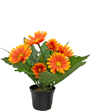 Den Artificial Gerbera UV 28 cm orange plante har kunstige orange og gule tusindfryd-lignende blomster med grønne blade i en sort potte, perfekt til at pifte ethvert rum op.