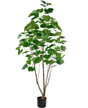 Den kunstige planteficus 210 cm er en høj stueplante i potte med flere slanke brune stængler og frodige store grønne blade, mod en almindelig hvid baggrund.