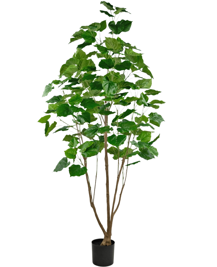 Den kunstige planteficus 210 cm er en høj stueplante i potte med flere slanke brune stængler og frodige store grønne blade, mod en almindelig hvid baggrund.
