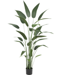 Kunstig plante Heliconia 180 cm